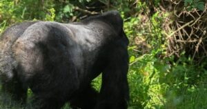 Go gorilla trekking in Rwanda with Gorilla Hub Tours